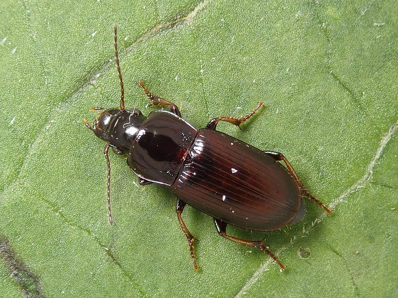 Carabidae sul balcone: Calathus? no, Harpalus pygmaeus